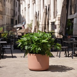 Vaso Pulse