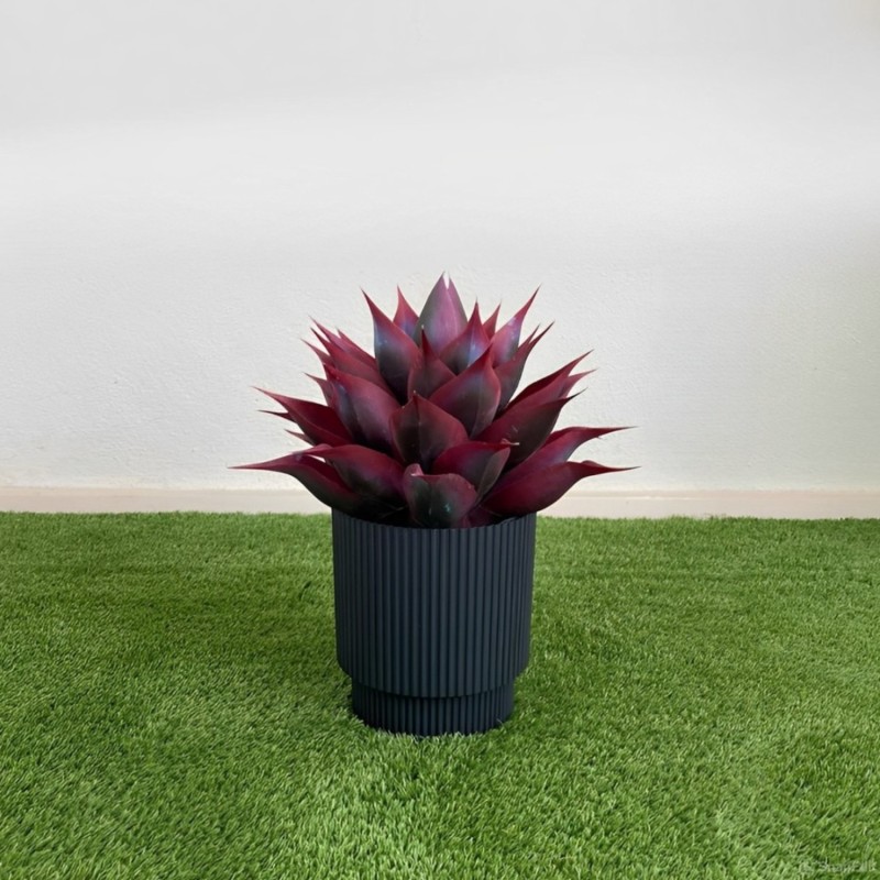 Vaso Redondo Dmin Milly